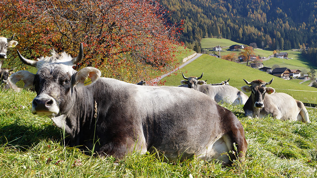 marmsolhof in kastelruth kuehe 1