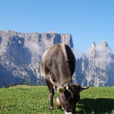 sommer seiser alm ferien suedtirol dolomiten 6